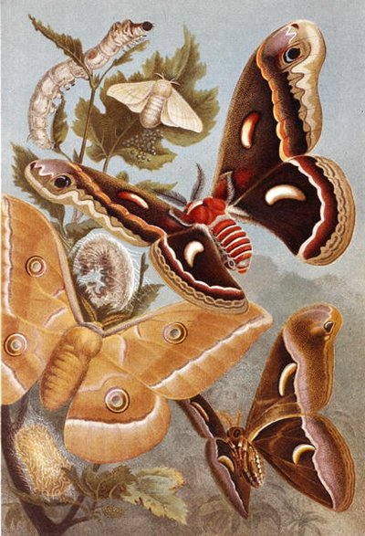 Bombycoid Moths, płyta z "Brehms Tierleben: Allgemeine Kunde des Tierreichs", vol.9, s.410, wyd. Bibliographisches Institut autorstwa German School