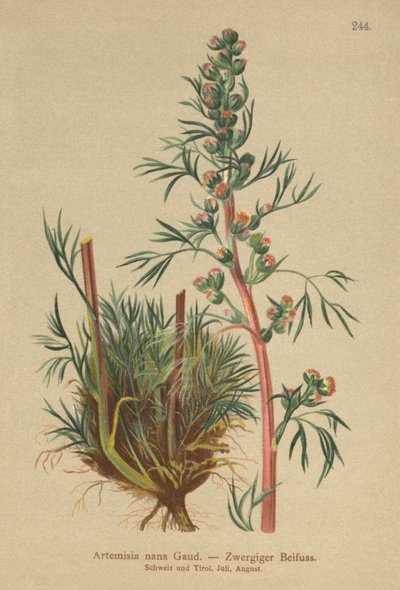 Borealny piołun (Artemisia nana, Artemisia borealis) autorstwa German School