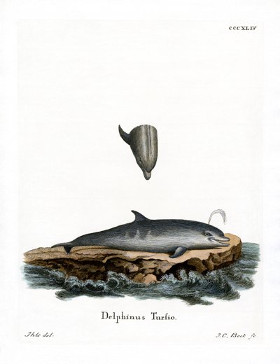 Delfin butlonosy (kolorowy grawerunek) autorstwa German School