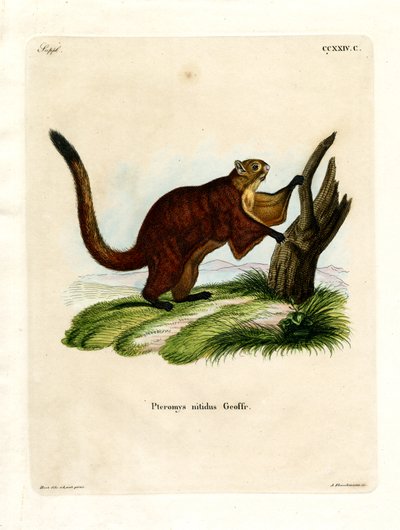 Brilliant Flying Squirrel (kolorowy grawerunek) autorstwa German School