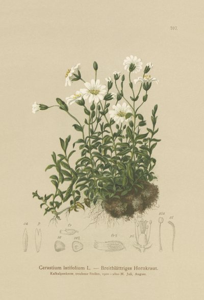 Szerokolistne ucho myszy (Cerastium latifolium) autorstwa German School