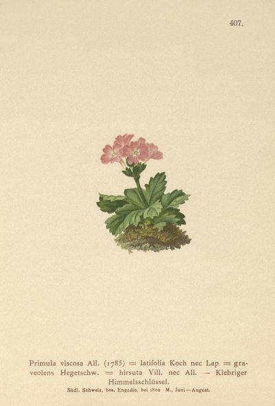 Pierwiosnek wyniosły (Primula viscosa, Primula latifolia, Primula hirsuta) autorstwa German School