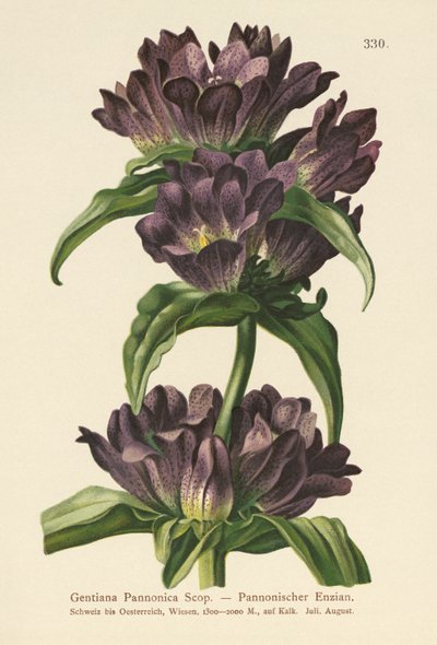 Goryczka brunatna (Gentiana Pannonica) autorstwa German School