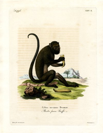 Brown Howler (kolorowy grawerunek) autorstwa German School