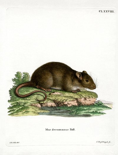Brown Rat (kolorowy grawerunek) autorstwa German School