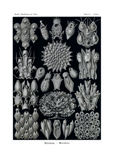 Bryozoa, 1899-1904 autorstwa German School