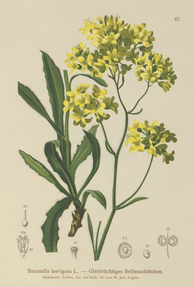 Musztarda Puklerzowa (Biscutella laevigata) autorstwa German School