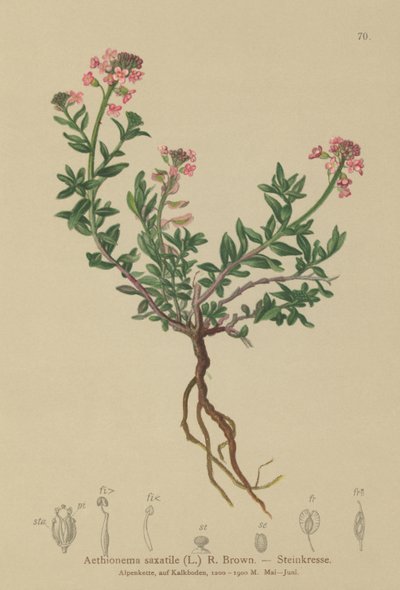 Spalony Candytuft (Aethionema saxatile, Thlaspi saxatile) autorstwa German School