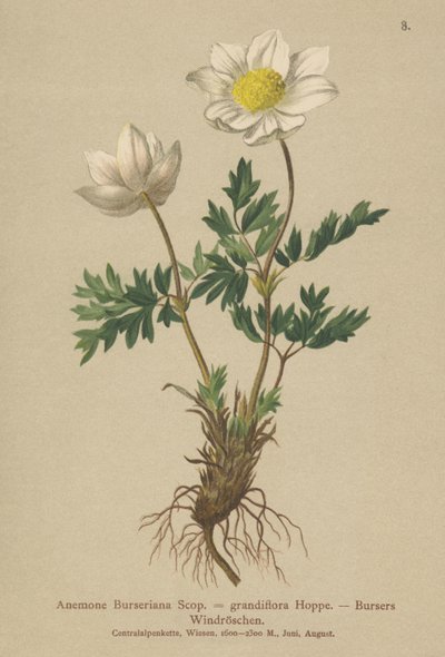 Zawilec wielkokwiatowy (Anemone Burseriana, Anemone wielkokwiatowy) autorstwa German School