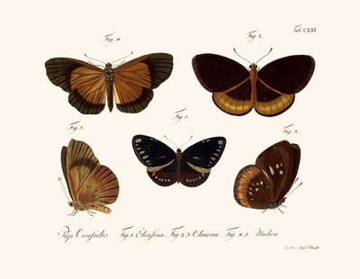 Motyle autorstwa German School