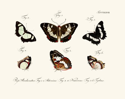 Motyle autorstwa German School