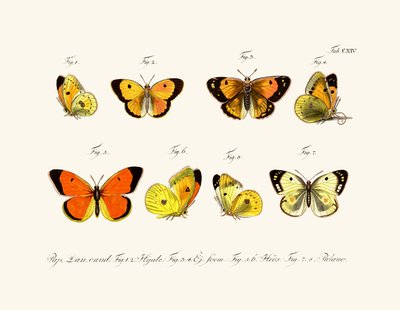 Motyle, 1783-1806 autorstwa German School