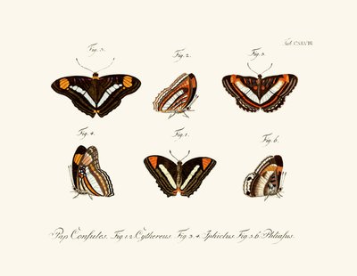 Motyle, 1783-1806 autorstwa German School