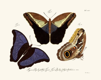 Motyle, 1783-1806 autorstwa German School