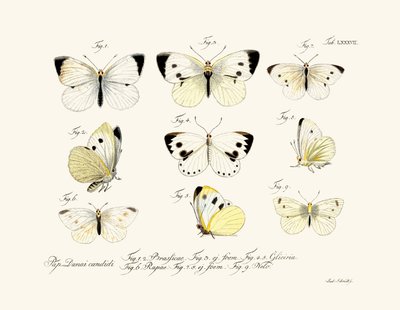 Motyle, 1783-1806 autorstwa German School