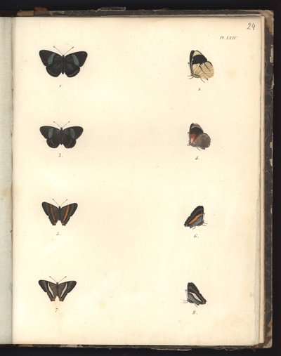 Motyle, Plac XXIV, ilustracja z Kompendium obserwacji zoologii i anatomii porównawczej, wykonanego na Oceanie Atlantyckim, we wnętrzu nowego kontynentu i na Morzu Południowym w okresie autorstwa German School