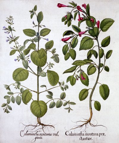 Calamints, z Hortus Eystettensis, Basil Besler (1561-1629), wyd. 1613 (grawerowanie ręcznie kolorowane) autorstwa German School