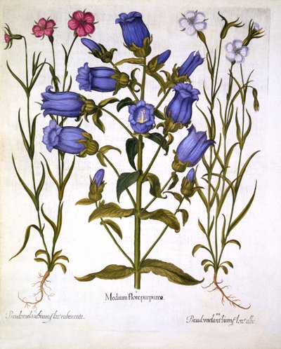 Canterbury Bells i Corn Cockles, z Hortus Eystettensis, Basil Besler (1561-1629), wyd. 1613 (grawerowanie ręcznie kolorowane) autorstwa German School