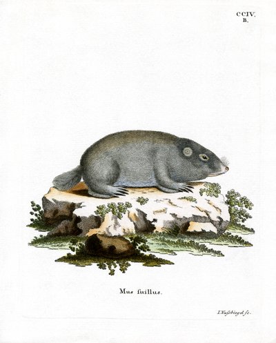 Cape Dune Mole Rat (kolorowy grawerunek) autorstwa German School