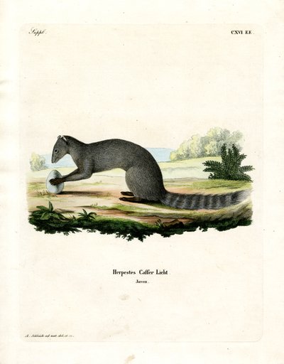 Cape Grey Mongoose (kolorowy grawerunek) autorstwa German School