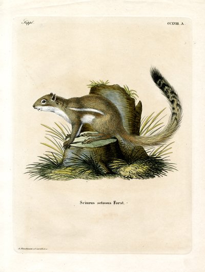 Cape Ground Squirrel (kolorowy grawerunek) autorstwa German School