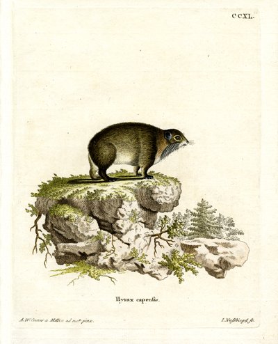 Cape Hyrax (kolorowy grawerunek) autorstwa German School