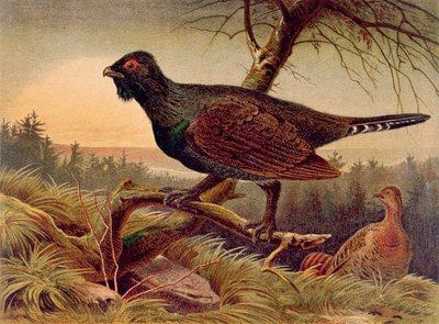 Głuszec, płyta z Brehms Tierleben: Allgemeine Kunde des Tierreichs, vol.5, s.474, wydana przez Bibliographisches Institut, 1892 autorstwa German School