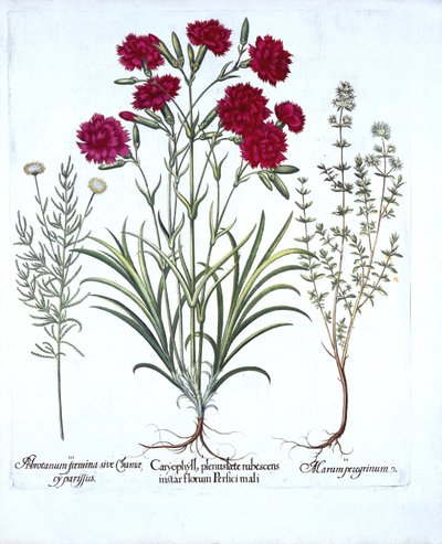 Goździk, tymianek i bawełna z lawendy zwyczajnej, z Hortus Eystettensis, Basil Besler (1561-1629), wyd. 1613 (grawerowanie ręcznie kolorowane) autorstwa German School