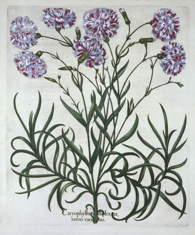 Goździk, z Hortus Eystettensis, Basil Besler (1561-1629), wyd. 1613 (grawerowanie ręcznie kolorowane) autorstwa German School