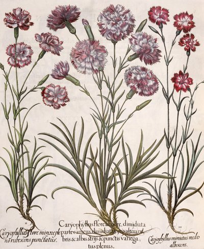 Goździki: 1.Caryophyllus główny kwiat; 2. Caryophyllus mniejszy niż pełny kwiat, czerwonawy; 3.Caryophyllus miniatus medis albescens, z Hortus Eystettensis Basila Beslera (1561-1629), wyd. autorstwa German School
