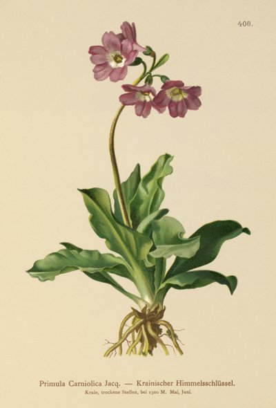 Wiesiołek Carniolan (Primula Carniolica) autorstwa German School