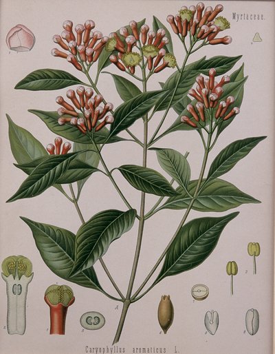 Caryophyllus Aromaticus (goździki) autorstwa German School
