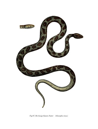 Cat Snake (kolor lito) autorstwa German School