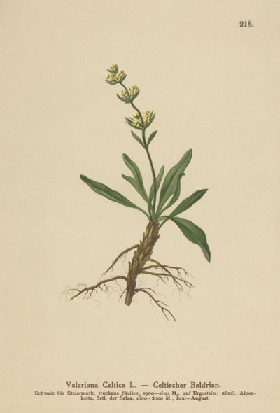 Celtic Spikenard (Valeriana celtica) autorstwa German School