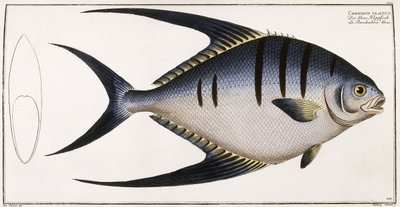 Chaetodon Glaucus, 1785-1788 autorstwa German School