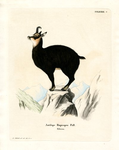 Chamois (kolorowy grawer) autorstwa German School