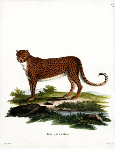 Gepard (kolorowy grawer) autorstwa German School