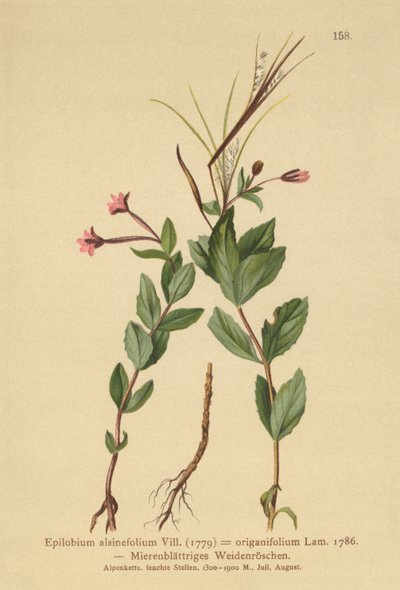 Wierzba wierzbowa (Epilobium alsinefolium, Epilobium origanifolium) autorstwa German School