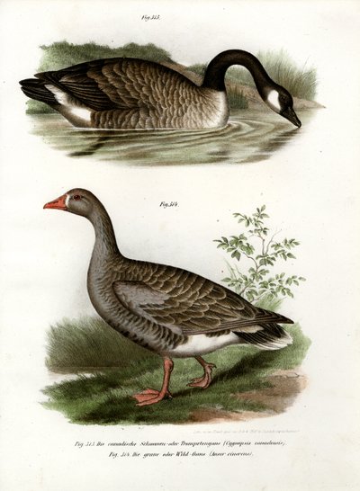 Gęś chińska, 1864 autorstwa German School