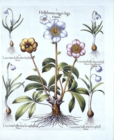 Wariacje na temat róży bożonarodzeniowej i przebiśniegów, z Hortus Eystettensis, autorstwa Basila Beslera (1561-1629), wyd. 1613 (grawerowanie ręcznie kolorowane) autorstwa German School