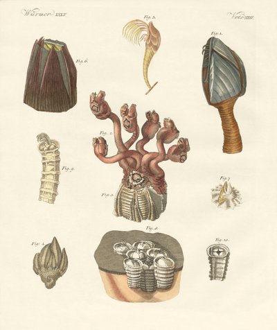 Cirrhipodas, Bristleworms lub ramienionogi (kolorowe grawerowanie) autorstwa German School