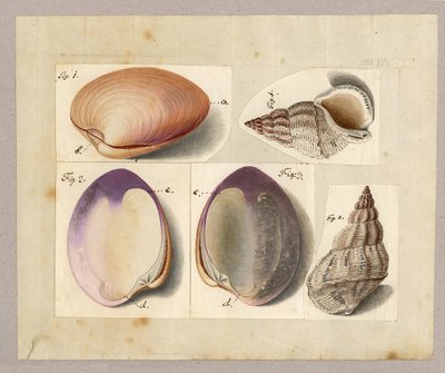 Małż i ślimak morski: Venus Mercenaria Linnaei, Buccino glacioli Linnaei, 1785 (wc na papierze) autorstwa German School