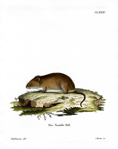 Cliff Mouse (kolorowy grawerunek) autorstwa German School