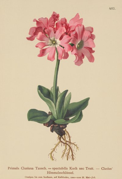 Pierwiosnek kłodzki (Primula clusiana, Primula spectabilis) autorstwa German School