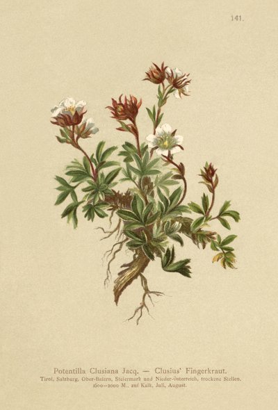Clusius Pięciornik (Potentilla Clusiana) autorstwa German School