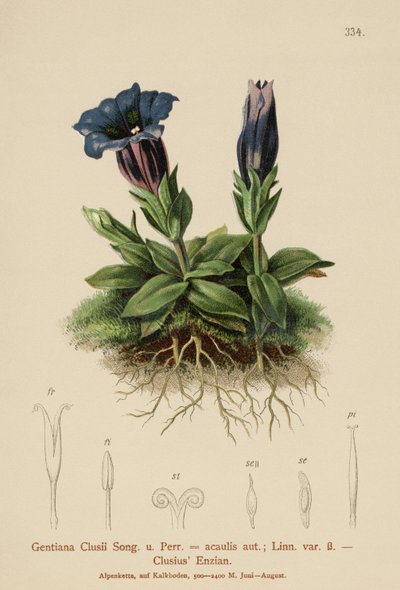 Gentiana Clusius (Gentiana Clusii, Gentiana acaulis) autorstwa German School