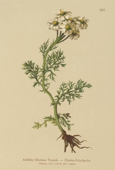 Krwawnik pospolity (Achillea Clusiana, Achillea atrata ssp. clusiana) autorstwa German School