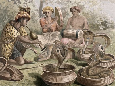 Cobra, płyta z Brehm