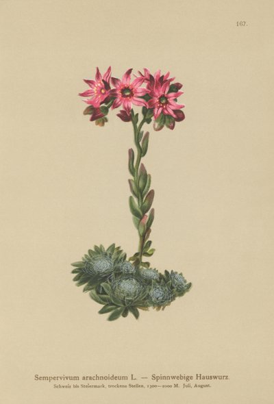Cobweb Houseleek (Sempervivum arachnoideum, Sedum arachnoideum, Sempervivum sanguineum) autorstwa German School