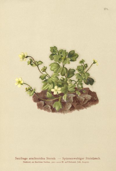 Skalnica pajęczynowa (Saxifraga arachnoidea) autorstwa German School